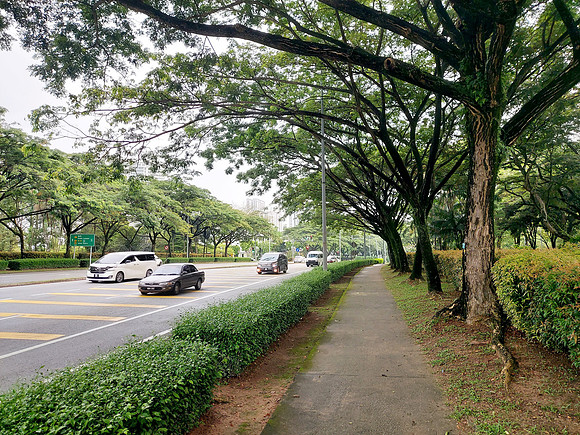 20230723_112721-tree-walk