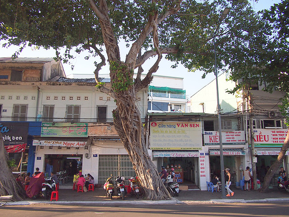 P2280171-big-tree