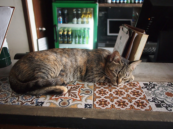 P3100586-bar-cat