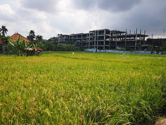 P3120721-rice-field