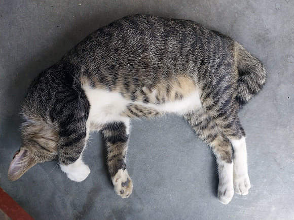 20230729_114115-warung-cat