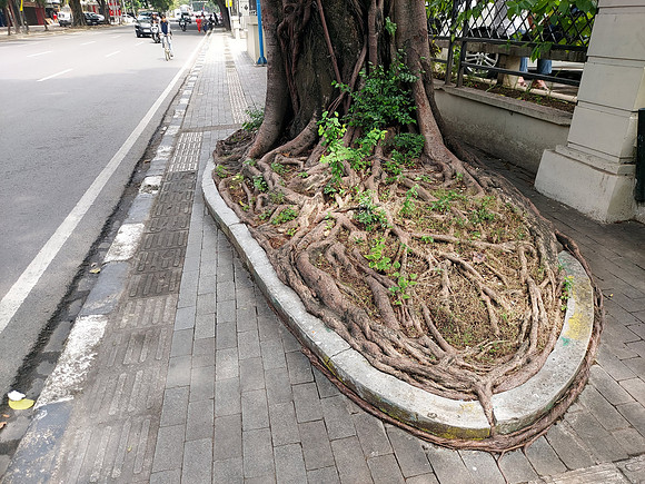 20230730_112651-tree-box