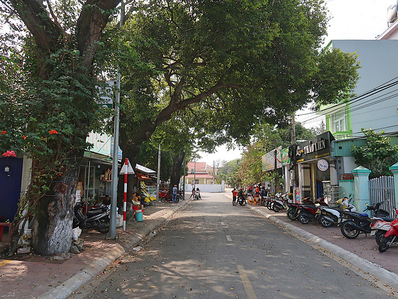 IMG_8204-vo-thi-sau-trees