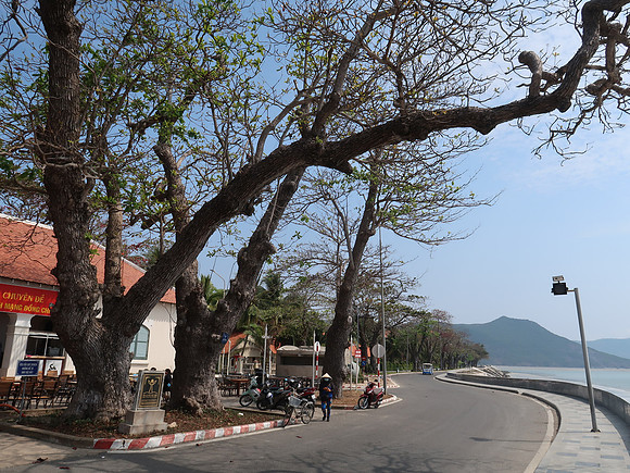 IMG_8218-heritage-tree