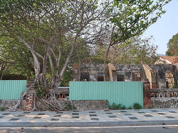 IMG_8301-overgrown-tree