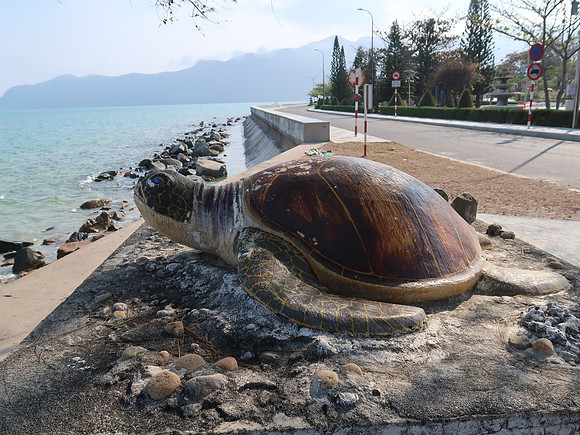 IMG_8309-turtle