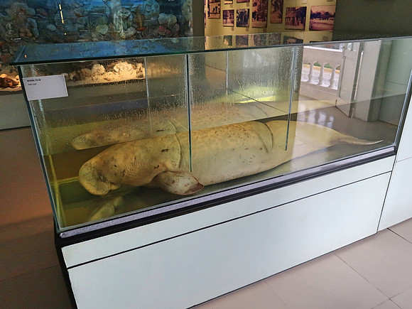 IMG_8502-pickled-dugon