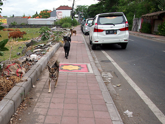 P3140904-street-dogs