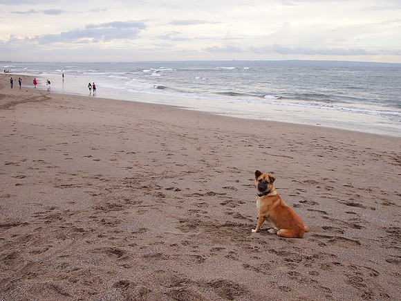 P3140927-beach-dog