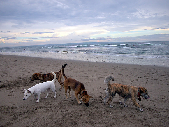 P3140931-beach-dogs