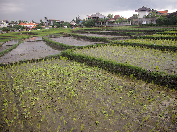 P3150974-rice-valley