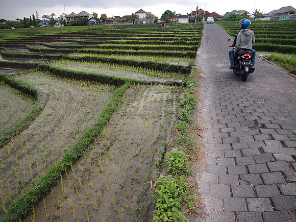 P3150980-terraced-rice-fields