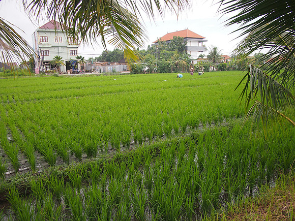 P3161004-rice-field