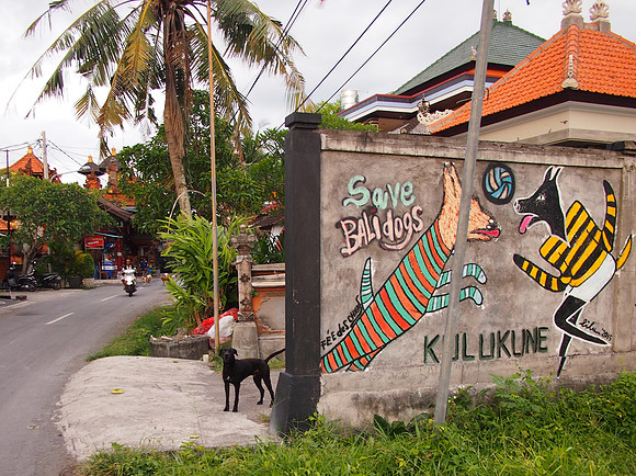 P3161007-save-bali-dogs