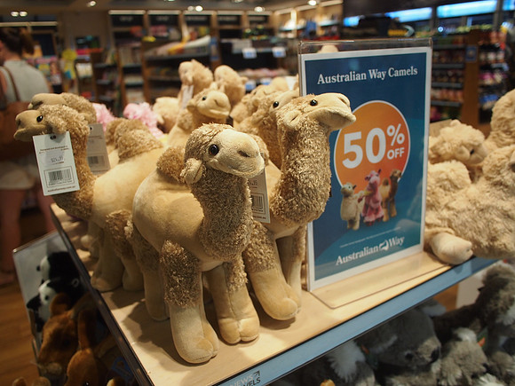 P3191187-australian-camels