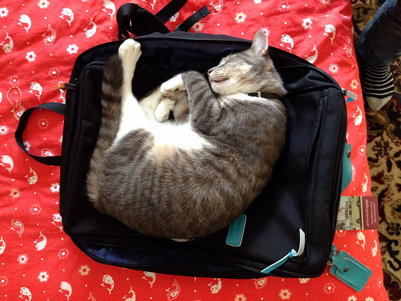 P3231329-cat-sized