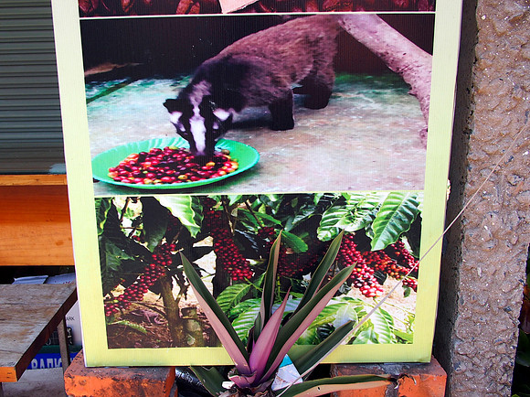 P4302059-weasel-coffee