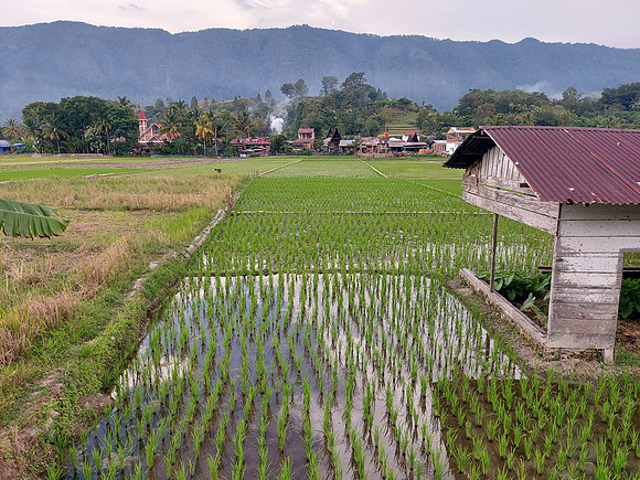 20230804_161354-rice-field