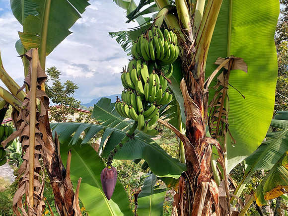 20230806_162621-bananas