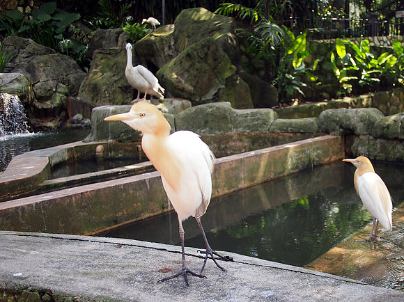P5152525-birds