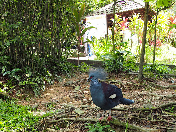 P5152536-bird-kl