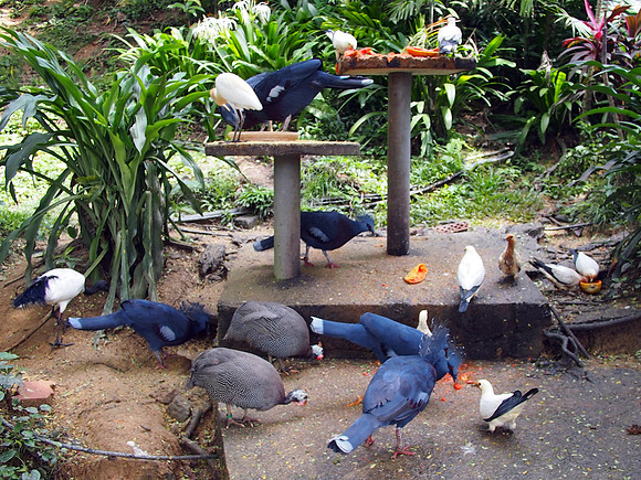 P5152538-feeding-station