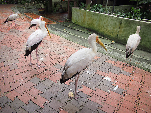 P5152545-birds-on-path