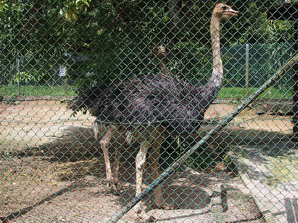 P5152549-ostrich