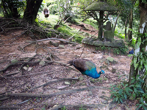 P5152553-peacock