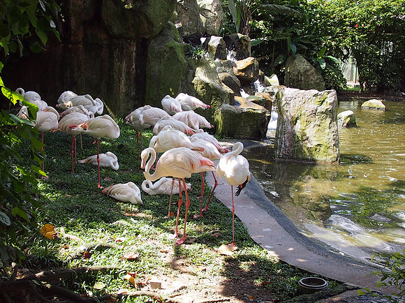 P5152555-flamingos