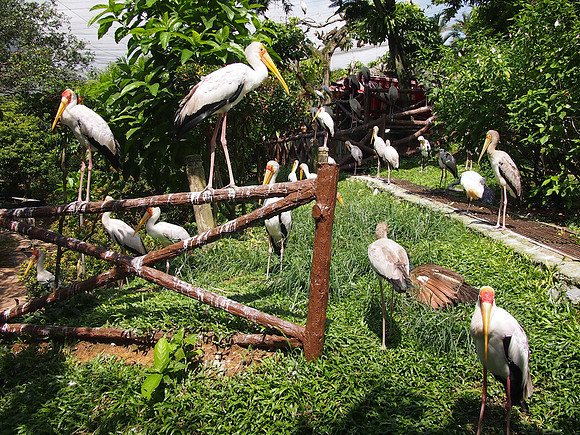 P5152557-freerange-birds