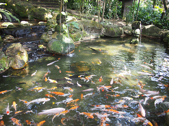 P5152564-fish