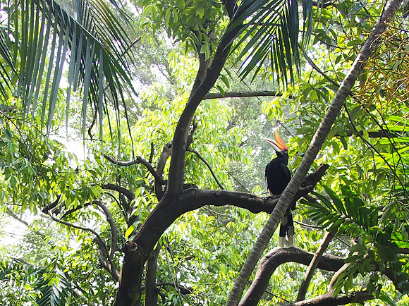 P5152567-hornbill
