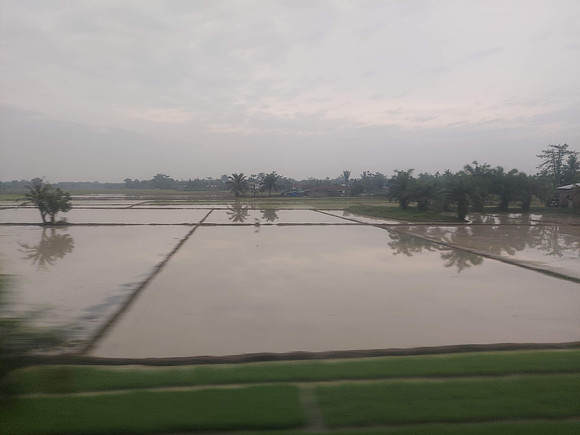 20230801_084040-flooded-rice-fields