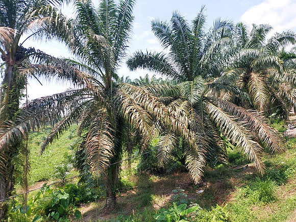 20230801_125043-palm-plantation