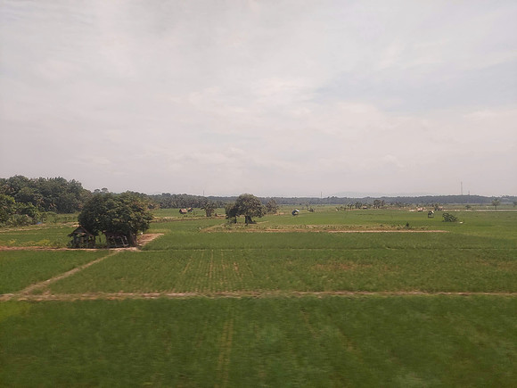 20230801_125502-rice-fields