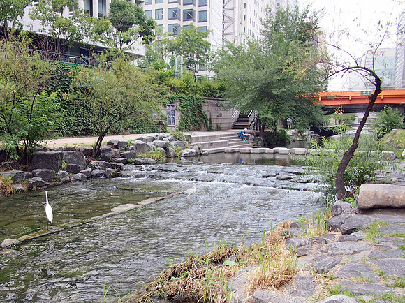 P6293994-cheonggyecheon-stream-birds