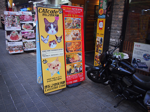 P6294160-cat-cafe