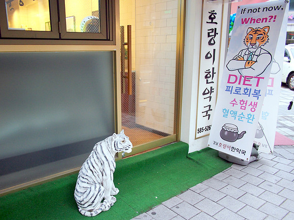 P7034557-diet-tiger