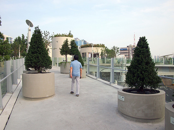 P7044648-seoullio-pine-trees