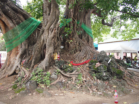 P7185510-spirit-tree