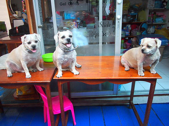 P7195587-sirima-dogs