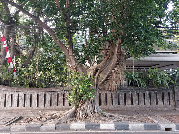 20230815_163747-tree
