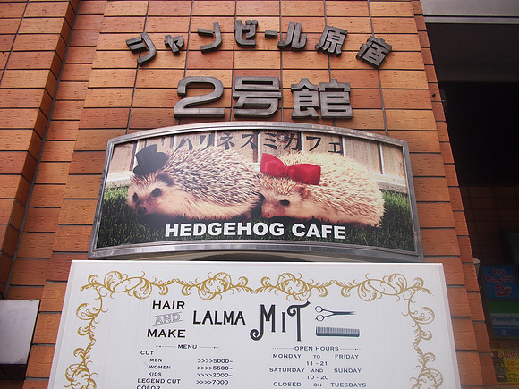 P9287614-hedgehog-cafe