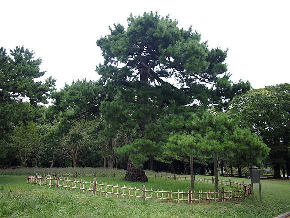 P9287648-pine-tree-of-imperial-troop-review