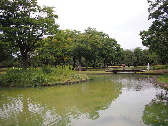 P9287651-yoyogi-park-pond