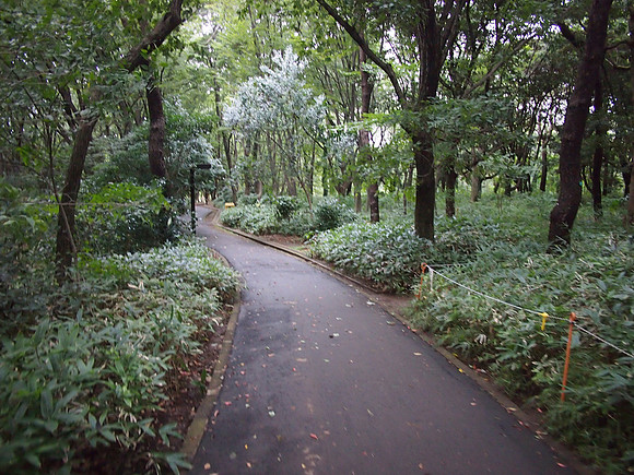 P9287653-yoyogi-ark-walkway