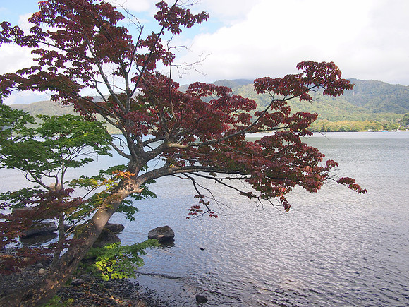 P9297751-red-tree