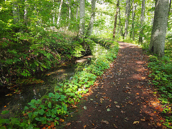 P9307862-path-to-tsutanuma-swamp