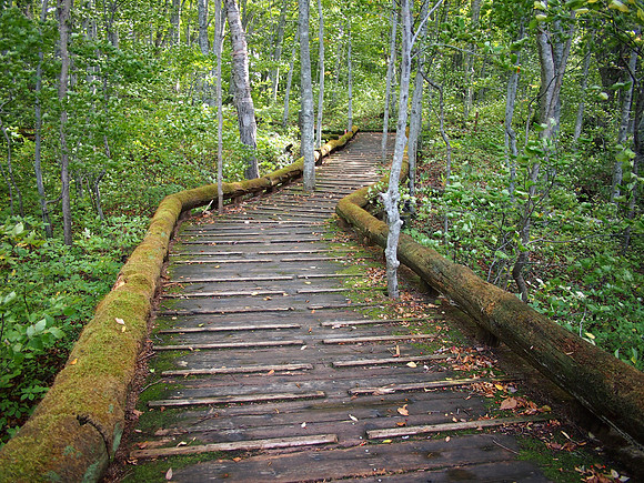 P9307871-forest-walk-tsutanuma-swamp